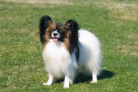 Picture of Papillon on grass