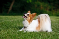Picture of Papillon on green grass looking up
