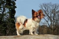 Picture of Papillon on log, side view