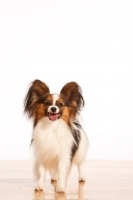 Picture of Papillon on wooden floor