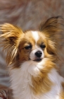 Picture of Papillon portrait