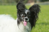 Picture of Papillon portrait