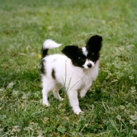 Picture of papillon puppy, donwen's deja vu