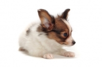 Picture of Papillon puppy in studio