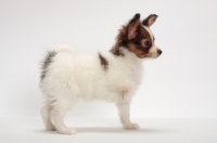 Picture of Papillon puppy on white background, looking ahead