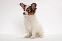 Picture of Papillon puppy on white background