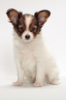 Picture of Papillon puppy on white background