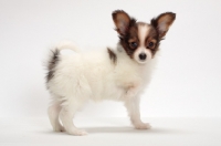 Picture of Papillon puppy, side view on white background