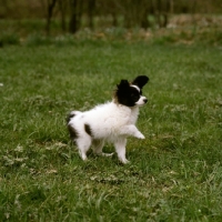 Picture of papillon puppy walking, donwen's deja vu