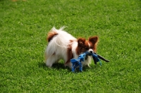 Picture of Papillon retrieving toy