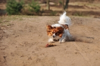 Picture of Papillon retrieving toy