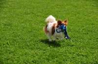 Picture of Papillon retrieving