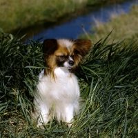 Picture of papillon sitting in high grass, dremas double maxim at sunshoo