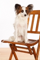 Picture of Papillon sitting on chair