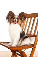 Picture of Papillon sitting on chair
