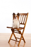 Picture of Papillon sitting on folding chair
