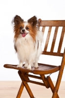 Picture of Papillon standing on chair