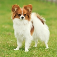 Picture of Papillon standing on grass
