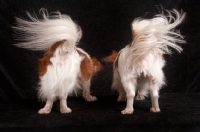 Picture of Papillon tails
