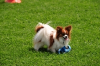 Picture of Papillon with toy