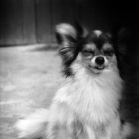 Picture of papillon with wind blowing in face looking very cute, baluch little lion 