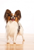 Picture of Papillon