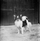 Picture of papillon