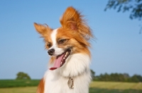 Picture of Papillon