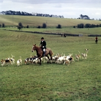 Picture of parade of duke of beaufort's hounds at fox farm, 
heythrop hunt point to point April 77
