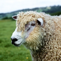 Picture of parker, cotswold ram, portrait