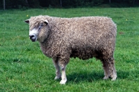 Picture of parker, cotswold ram