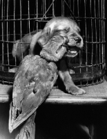 Picture of parrot pecking at puppy