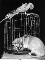 Picture of parrot perched on top of cage whilst puppy looks inside cage