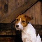 Picture of parson russell terrier in front of a barn