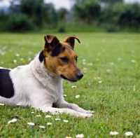 Picture of parson russell terrier laying in a field of daisies