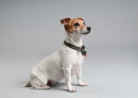 Picture of Parson Russell terrier looking inquisitive in studio.