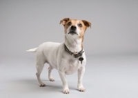 Picture of Parson Russell terrier looking inquisitive in studio.