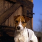 Picture of parson russell terrier looking into the camera