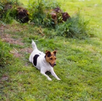 Picture of parson russell terrier lying in front of greenery