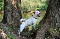 Picture of Parson Russell Terrier near trees