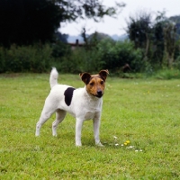 Picture of parson russell terrier on grass