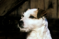 Picture of parson russell terrier portrait