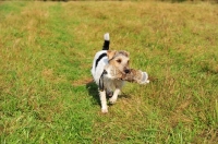 Picture of Parson Russell Terrier retrieving