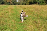 Picture of Parson Russell Terrier retrieving