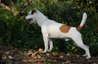 Picture of Parson Russell Terrier, side view