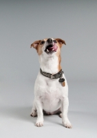 Picture of Parson Russell terrier sitting in studio licking her lips.