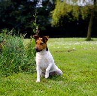 Picture of parson russell terrier sitting on short grass