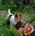 Picture of parson russell terrier standing against a tree stump