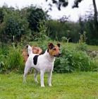 Picture of parson russell terrier standing in front of a greenery