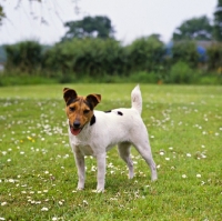 Picture of parson russell terrier standing in a field of daisies